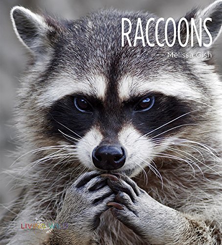 Melissa Gish Raccoons 