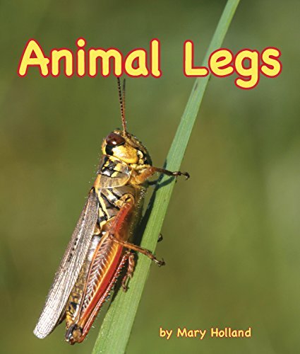 Mary Holland Animal Legs 