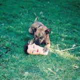 Joyce Manor Cody 