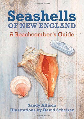 J. Duane Sept Seashells Of New England A Beachcomber's Guide 