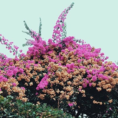 Jay Som/Turn Into (fuchsia vinyl)