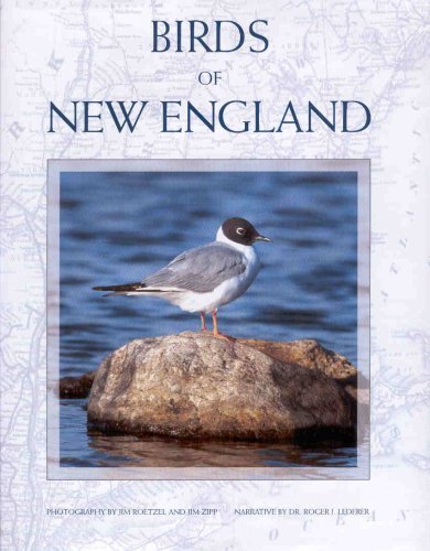 Twin Lights Publishers Jim Roetzel And Jim Zipp Ph Birds Of New England 