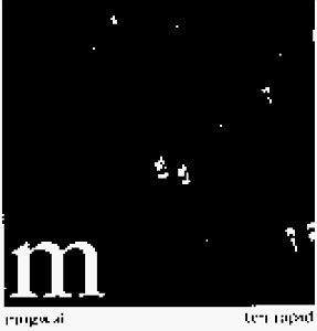 Mogwai/Ten Rapid