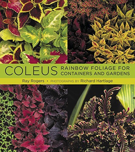 Ray Rogers Coleus Rainbow Foliage For Containers And Gardens 