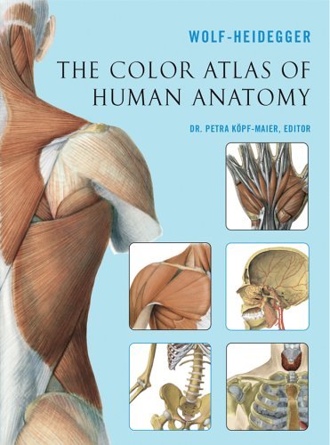 Wolf Heidegger The Color Atlas Of Human Anatomy 