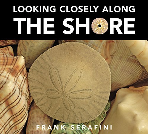 Frank Serafini Looking Closely Along The Shore 