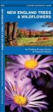 James Kavanagh New England Trees & Wildflowers 
