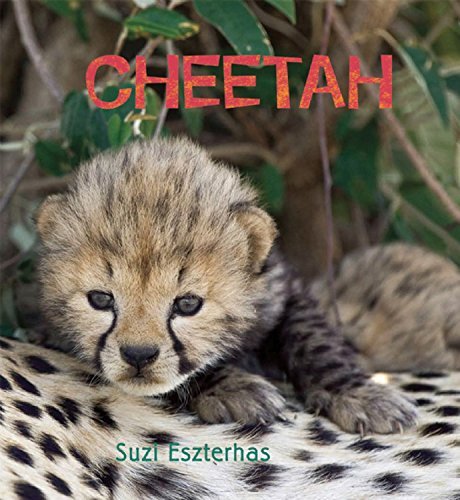 Suzi Eszterhas Cheetah 