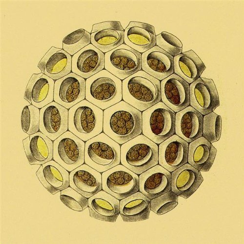 Pandas/You Are The Weather