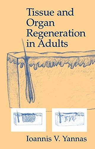 Ioannis V. Yannas Tissue And Organ Regeneration In Adults 2001 