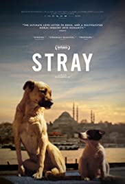 Stray (2020)/Stray (2020)@DVD@NR