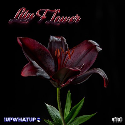 1upwhatup/Lily Flower