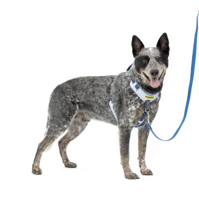 PetSafe No Pull Easy Walk® Comfort Dog Harness - Padded Adjustable Front & Back Clip for Training & Control