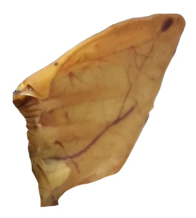 Made In South America Dog Chew - Pig Ear-Case of 100