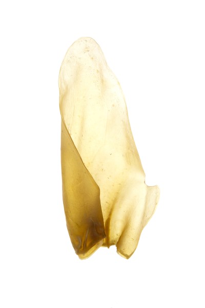 Made In South America Dog Chew - Natural Cow Ear
