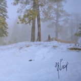 *SIGNED* Wisp/Pandora (Translucent Milky Clear Vinyl)
