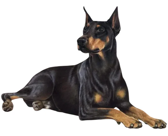 E&S Pet Vinyl Sticker-Doberman