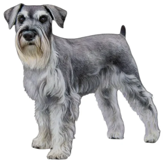 E&S Pet Vinyl Sticker-Schnauzer Uncropped