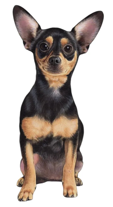 E&S Pet Vinyl Sticker-Chihuahua Black