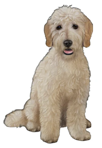E&S Pet Vinyl Sticker-Goldendoodle Sitting