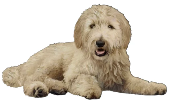 E&S Pet Vinyl Sticker-Goldendoodle Lying