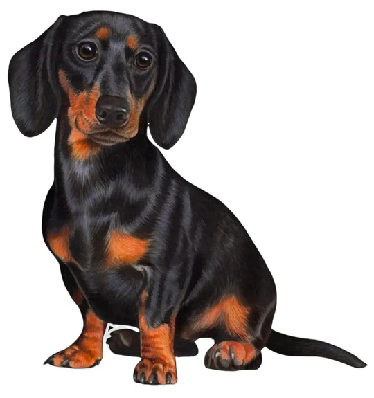 E&S Pet Vinyl Sticker-Dachshund Black & Tan