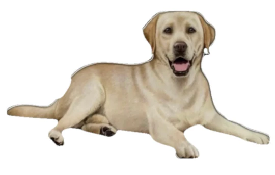 E&S Pet Vinyl Sticker-Labrador Yellow