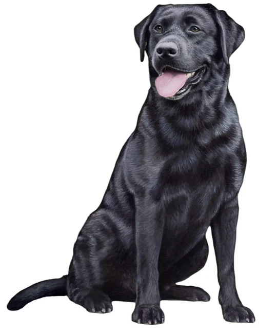 E&S Pet Vinyl Sticker-Labrador Black Sitting