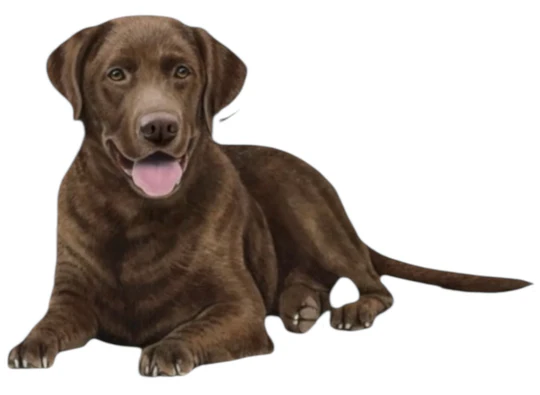 E&S Pet Vinyl Sticker-Labrador Chocolate