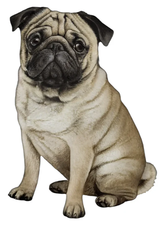 E&S Pet Vinyl Sticker-Pug Fawn