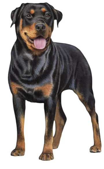 E&S Pet Vinyl Sticker-Rottweiler