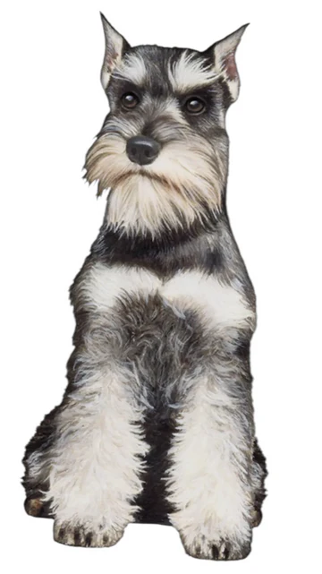 E&S Pet Vinyl Sticker-Schnauzer Cropped