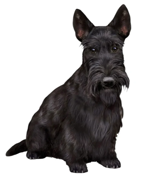 E&S Pet Vinyl Sticker-Scottish Terrier