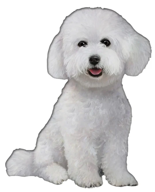E&S Pet Vinyl Sticker-Bichon Frise