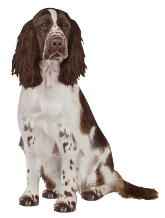 E&S Pet Vinyl Sticker-Springer Spaniel