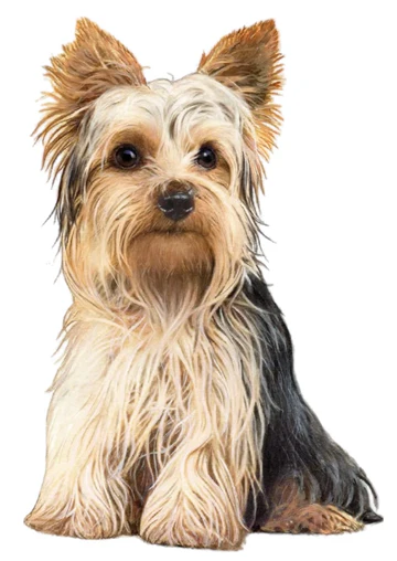 E&S Pet Vinyl Sticker-Yorkie