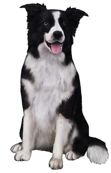 E&S Pet Vinyl Sticker-Border Collie