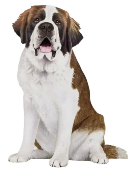 E&S Pet Vinyl Sticker-Saint Bernard