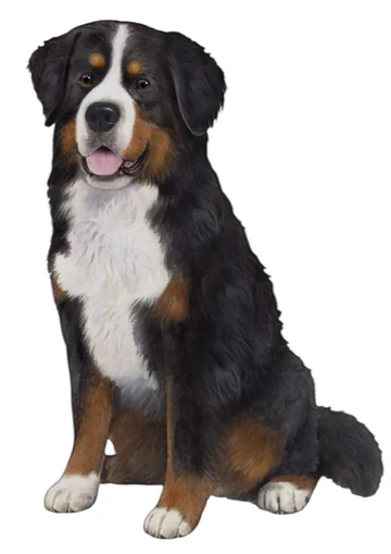 E&S Pet Vinyl Sticker-Bernese Mountain Dog