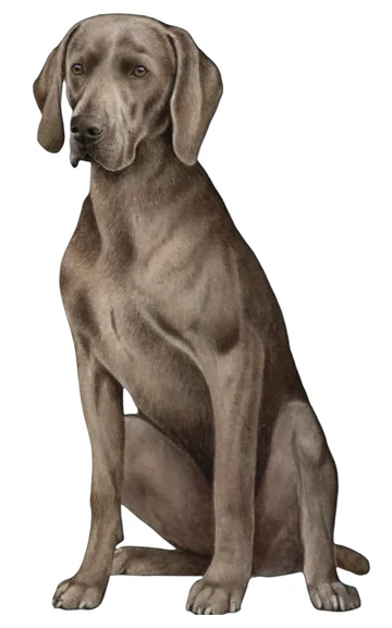E&S Pet Vinyl Sticker-Weimeraner