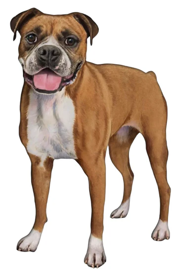 E&S Pet Vinyl Sticker-Boxer