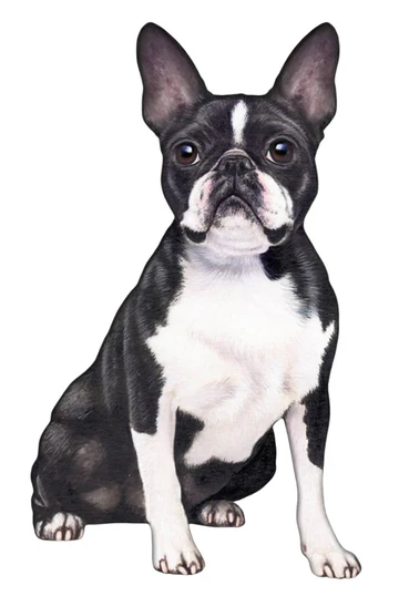 E&S Pet Vinyl Sticker-Boston Terrier