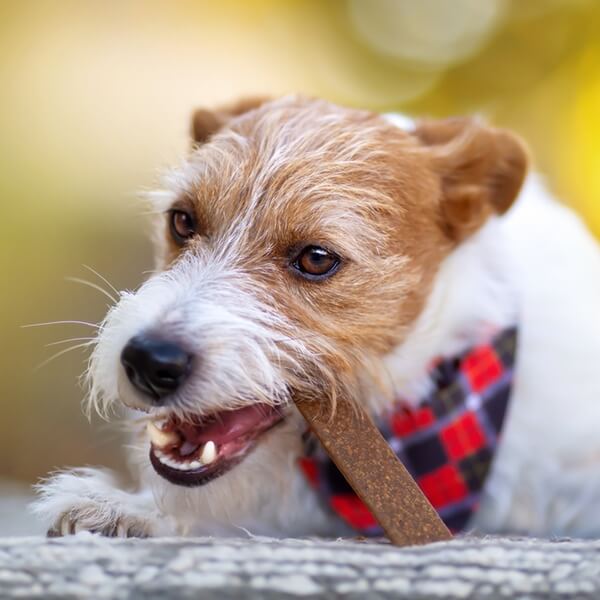 Power of Chew Dog chewing dental treat