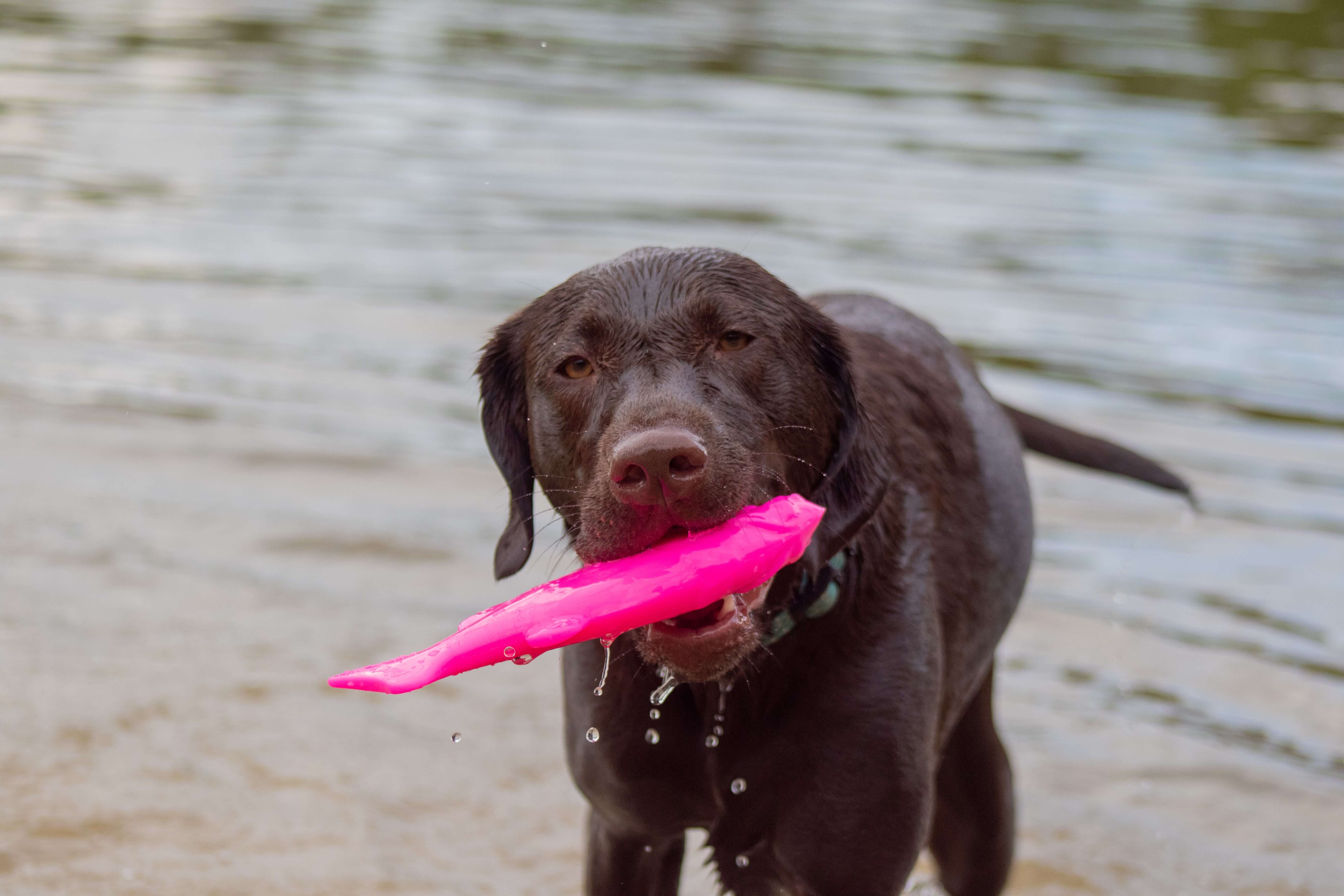 Ruff Dawg - Dog Toy