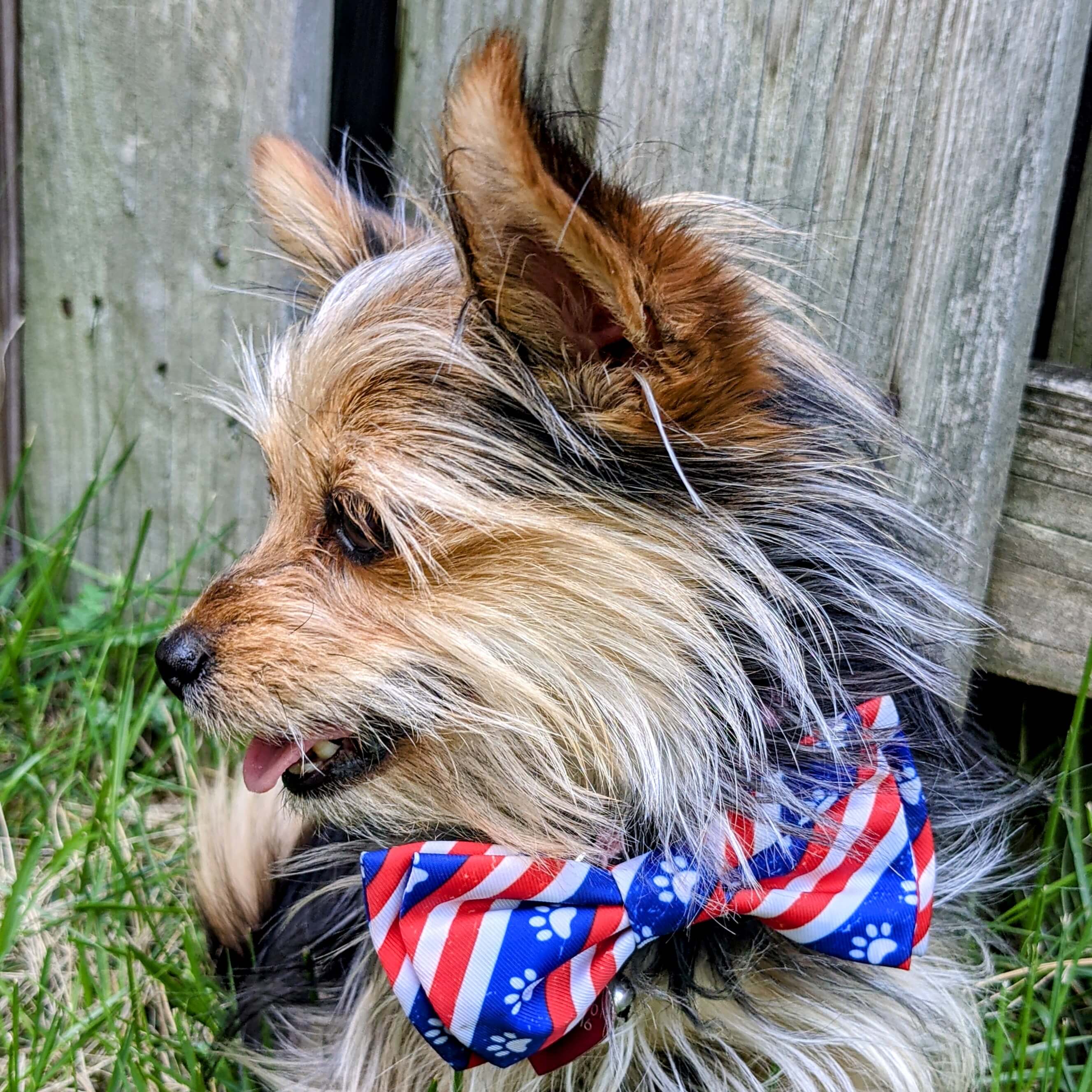 Huxley & Kent - Pet Bow Tie