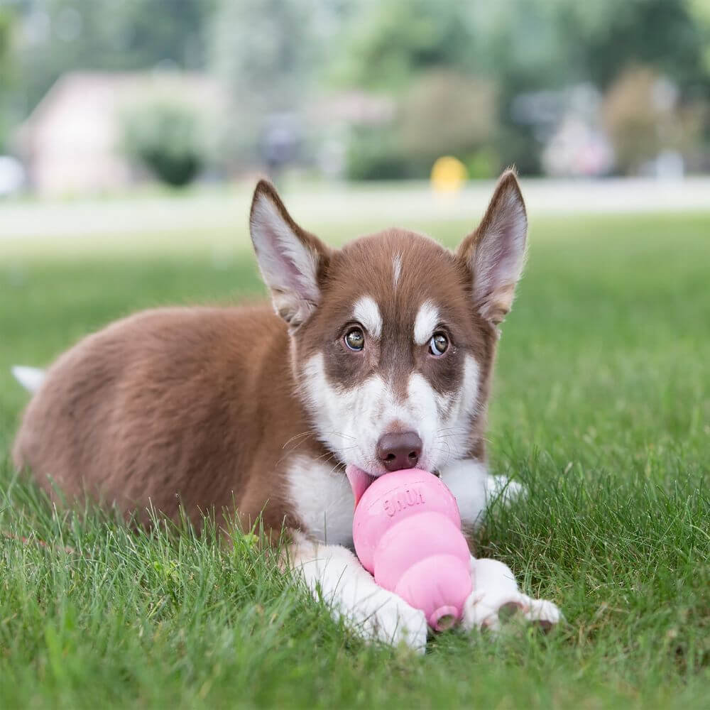 KONG - Dog Toy