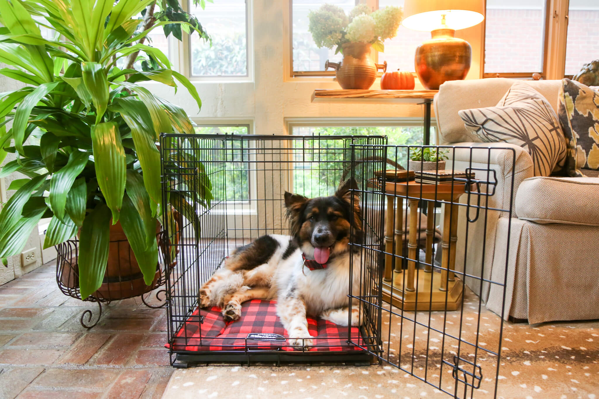 Dog Crate