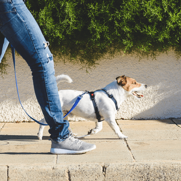 Get Outdoors person walking small dog on sidewalk