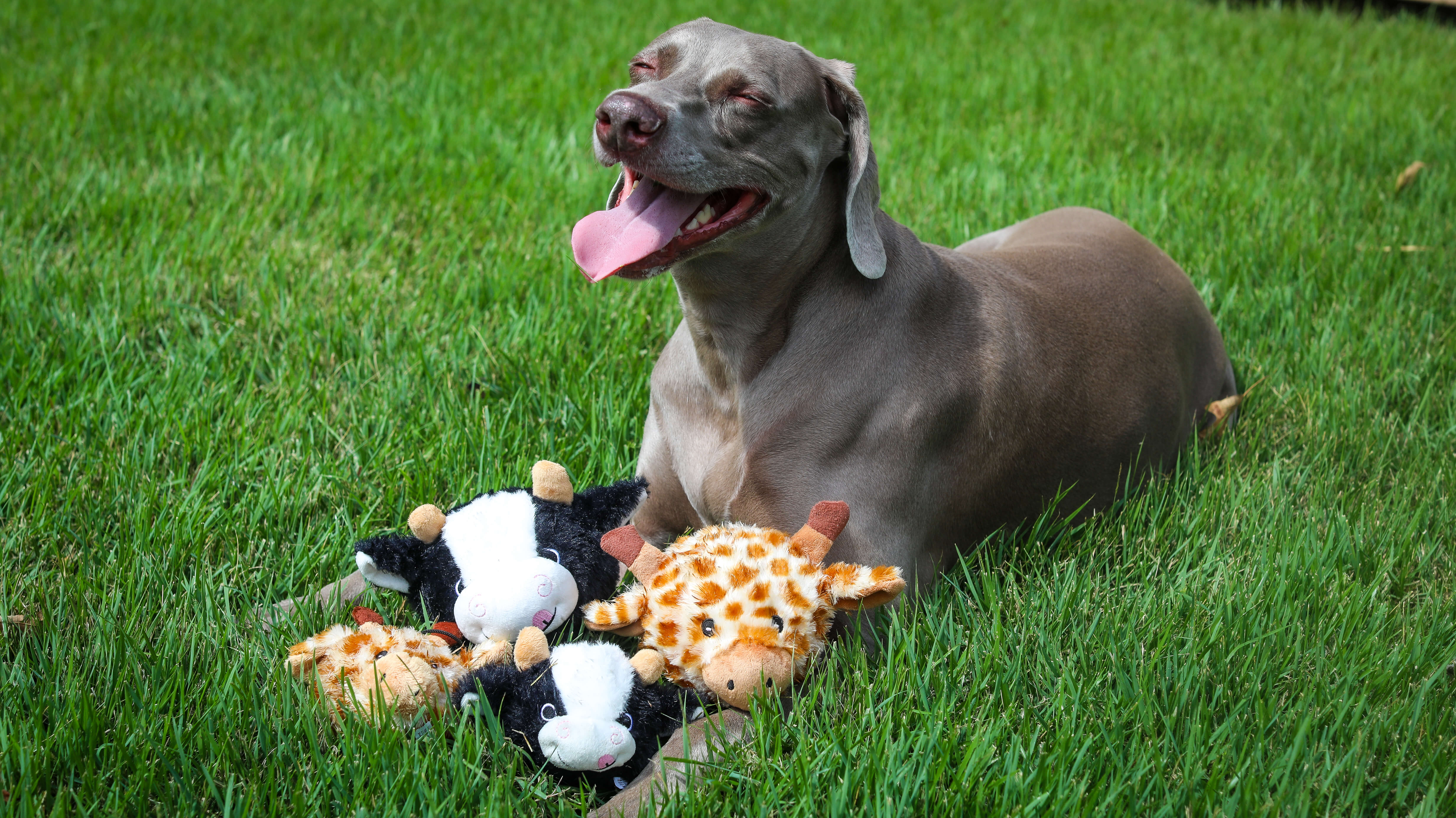 Dog Toy - Nubbie Buddies