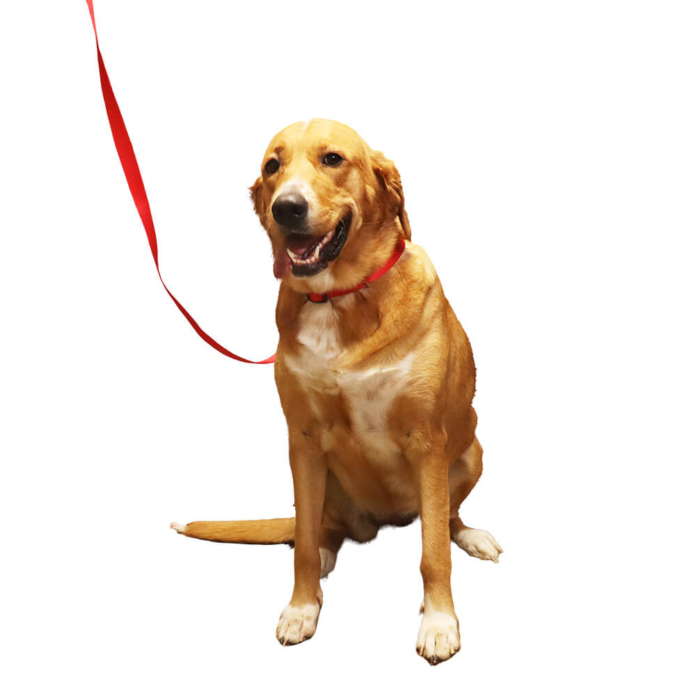 Nylon Dog Leash